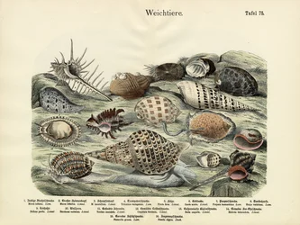 Molluscs